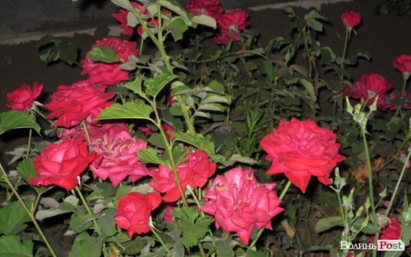 Місто троянд і фонтанів: відпочинок на Чорному морі. ФОТО