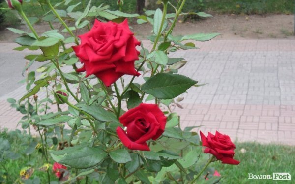 Місто троянд і фонтанів: відпочинок на Чорному морі. ФОТО