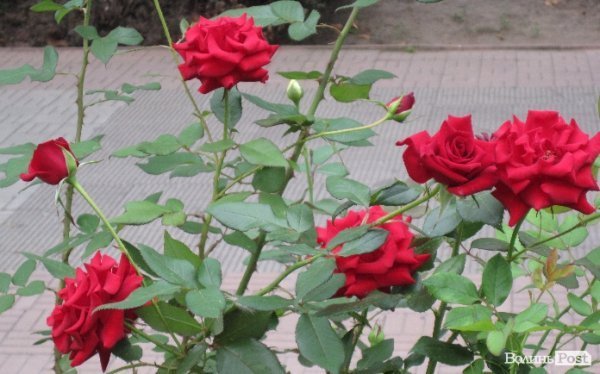 Місто троянд і фонтанів: відпочинок на Чорному морі. ФОТО