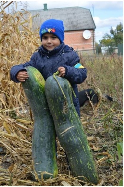 Волинянка на городі вирощує кабачки-велетні. ФОТО