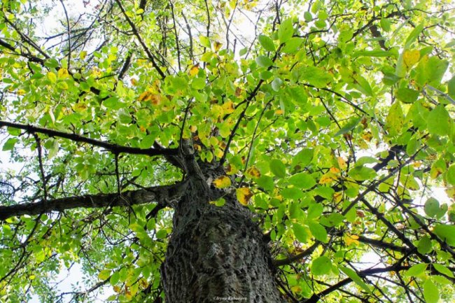 Пора шарфів та теплих розмов за кавою: осінь у Луцьку. ФОТО