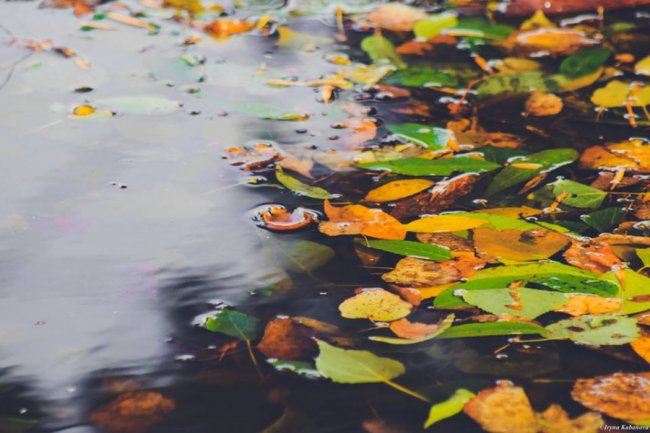 Пора шарфів та теплих розмов за кавою: осінь у Луцьку. ФОТО