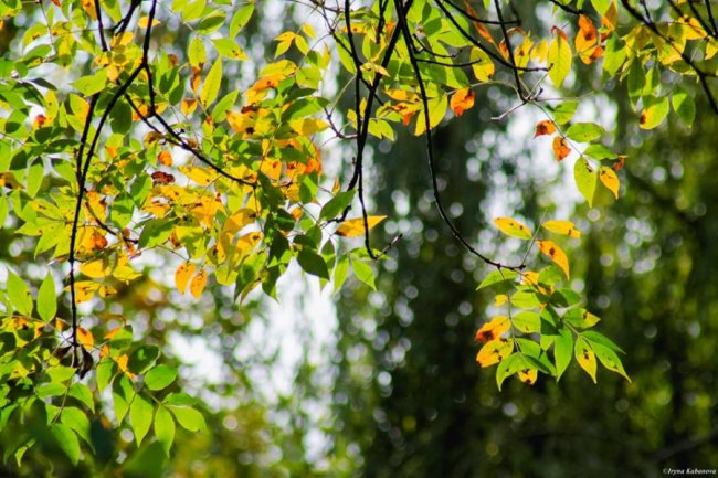 Пора шарфів та теплих розмов за кавою: осінь у Луцьку. ФОТО
