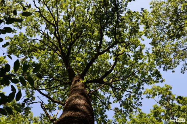 Коркове дерево та величні дуби: як на Волині приживаються «незвичні» дерева