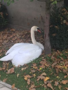 На Волині травмований лебідь сам прийшов  до людей за допомогою