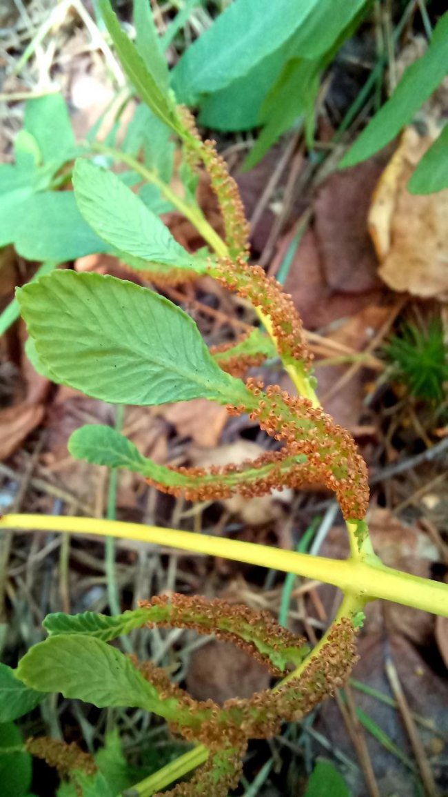 У національному парку на Волині знайшли унікальну рідкісну рослину. ФОТО