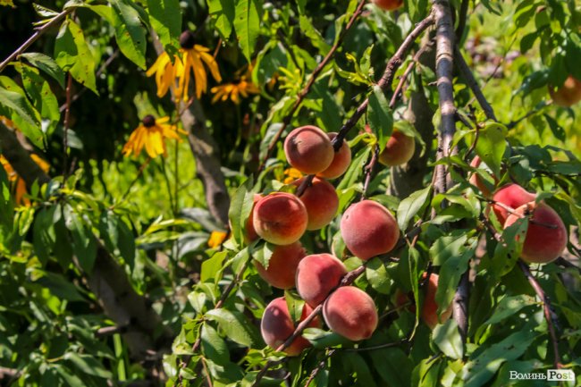 Безіменна вулиця і неназваний ставок: чим особливий неквапливий Вишків. ФОТО
