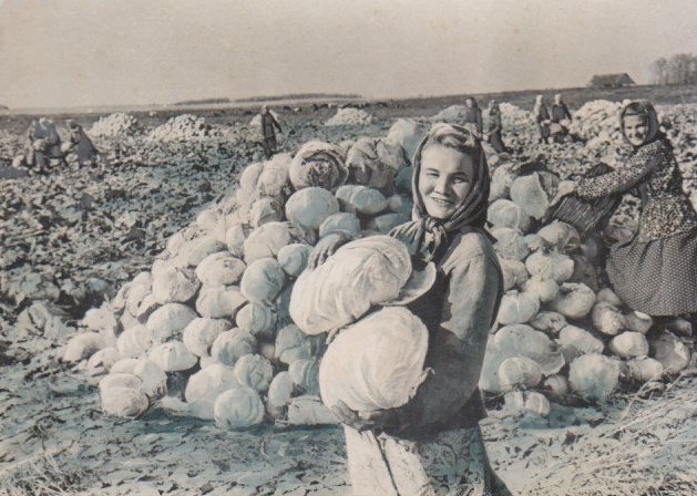 Збір урожаю, село Княгининок (Маяки), Луцький р-н, 1966 р.