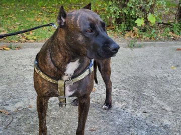 Бойовий медик з Луцька перед полоном випустив собаку посеред Маріуполя: історія порятунку Афіни