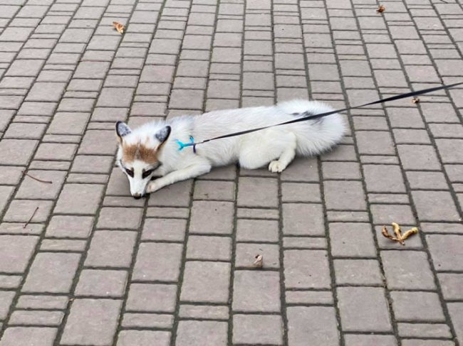 У луцькому зоопарку - поповнення. ФОТО