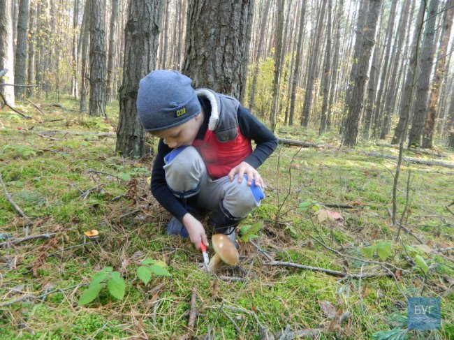 Повні кошики грибів: волинянка похизувалась своїм «уловом». ФОТО