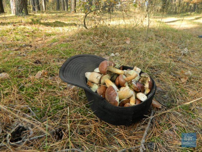 Повні кошики грибів: волинянка похизувалась своїм «уловом». ФОТО