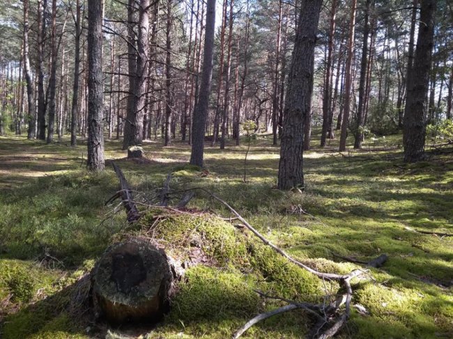 Волинський шоумен похвалився маневицькими грибочками. ФОТО. ВІДЕО