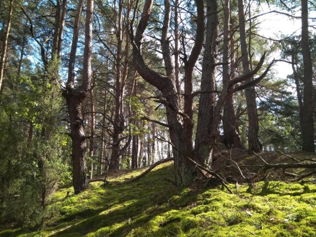 Волинський шоумен похвалився маневицькими грибочками. ФОТО. ВІДЕО
