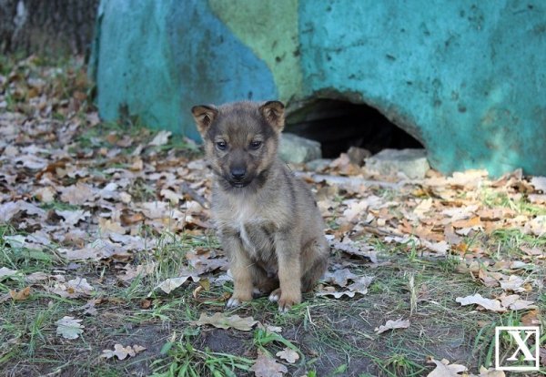 Як проходять навчальні будні майбутніх поліцейських Луцька. ФОТО