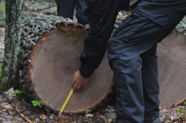 На Волині лісівники завадили зловмисникам вкрасти цінну деревину. ФОТО