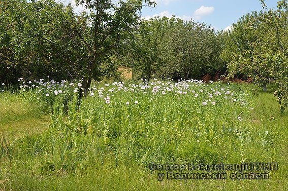 У Любешівському районі жінка на присадибній ділянці вирощувала снодійний мак. ФОТО