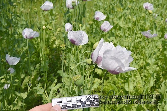 У Любешівському районі жінка на присадибній ділянці вирощувала снодійний мак. ФОТО