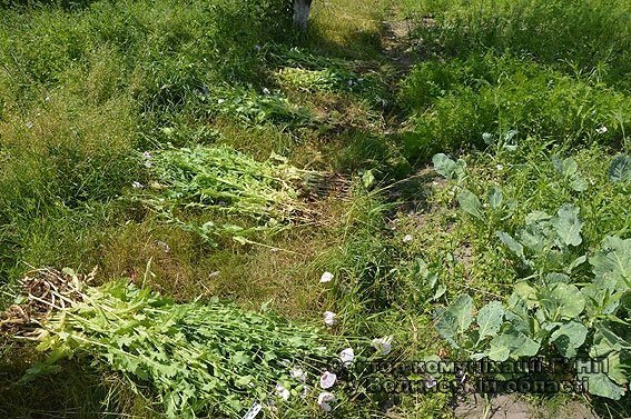 У Любешівському районі жінка на присадибній ділянці вирощувала снодійний мак. ФОТО