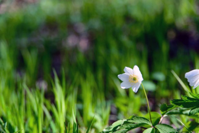Єднання, праця та куліш: у селі під Луцьком організували толоку. ФОТО