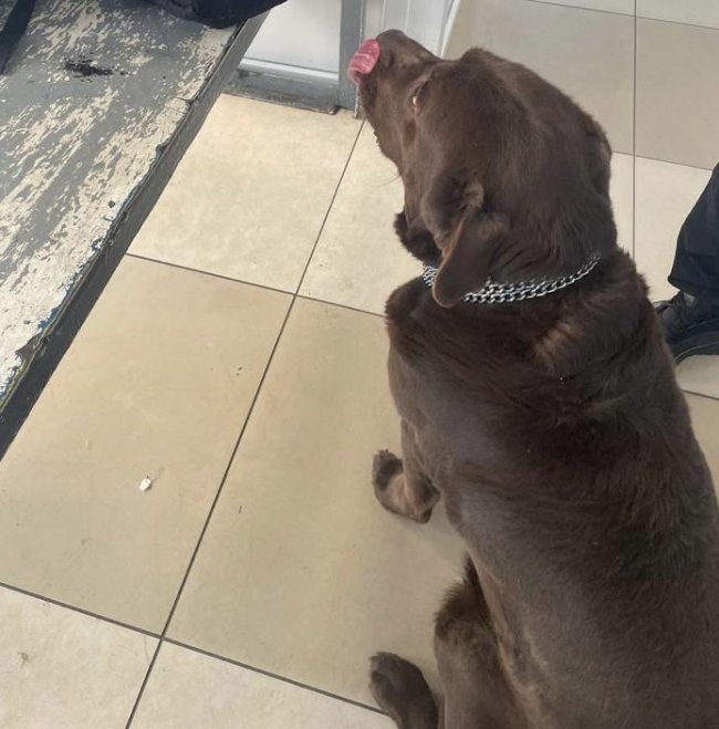 Сховав під номерним знаком авто: через волинський кордон чоловік намагався провезти канабіс. ФОТО