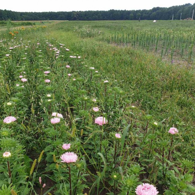 «Волинська Голландія» готується до осіннього фестивалю. ФОТО