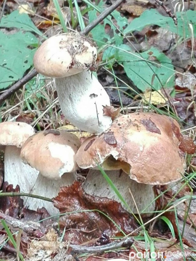 Курйозне фото: на Волині гриби виросли «у два поверхи»