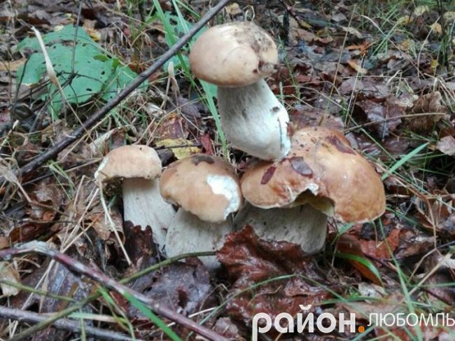 Курйозне фото: на Волині гриби виросли «у два поверхи»