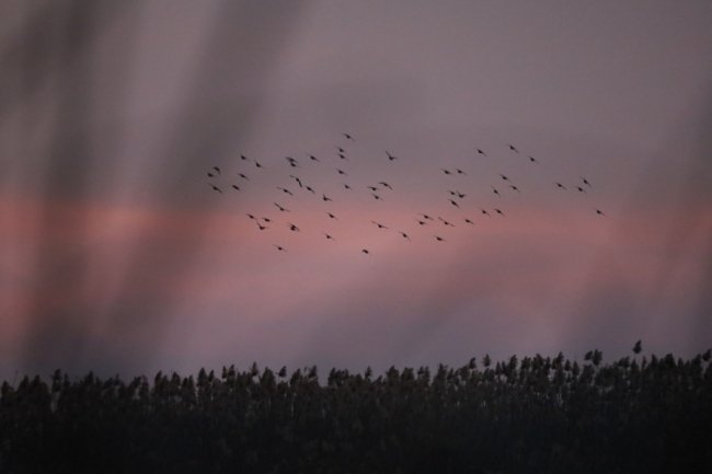 На Волині зафіксували раннє повернення птахів із теплих країв. ФОТО