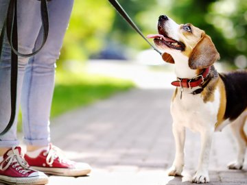 У Луцькраді відповіли на петицію щодо облаштування майданчиків для вигулу собак, що мали бути ще 7 років тому