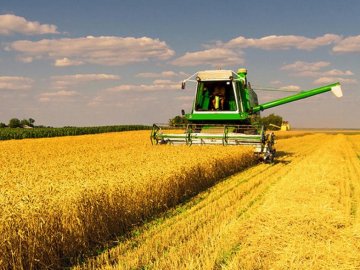 Коли на Волині розпочнуться жнива