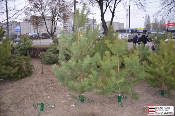 Ялинковий бізнес по-луцьки: ціни, дозволи, чіпи