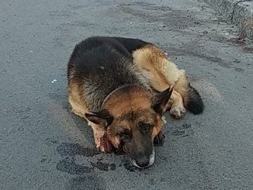 У Луцьку авто збило собаку. ФОТО 18+