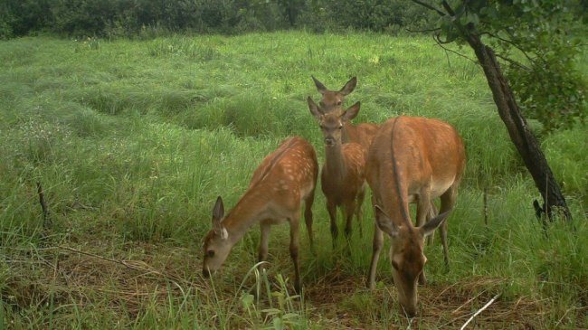 Молоді олені та соковита трава - а як там з радіацією?