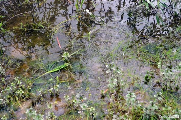 Пляж у Луцьку до купального сезону поки не готовий. ФОТО
