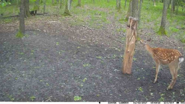 У волинських лісах завдяки відеокамерам знімають унікальні кадри з життя звірів