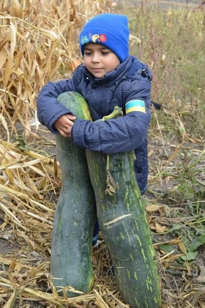 Волинянка на городі вирощує кабачки-велетні. ФОТО