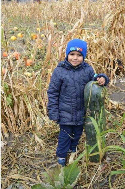 Волинянка на городі вирощує кабачки-велетні. ФОТО