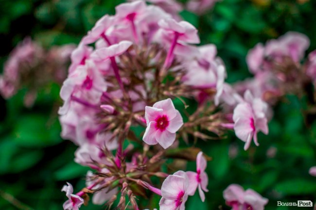 Барвиста краса: літній Луцьк потопає у квітах. ФОТО