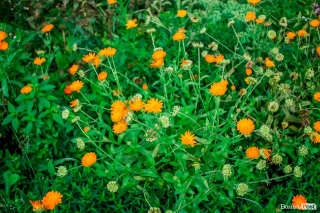 Барвиста краса: літній Луцьк потопає у квітах. ФОТО