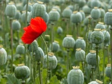 На Волині вилучили майже 2000 рослин маку