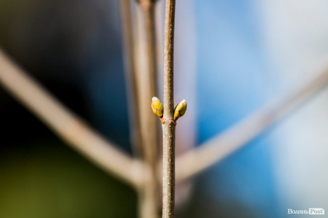 У Луцьку – майже весна. ФОТОРЕПОРТАЖ