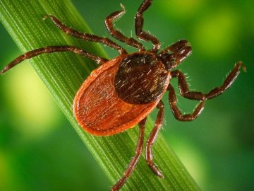 На Волині підтвердили чотири випадки хвороби Лайма через укуси кліщів
