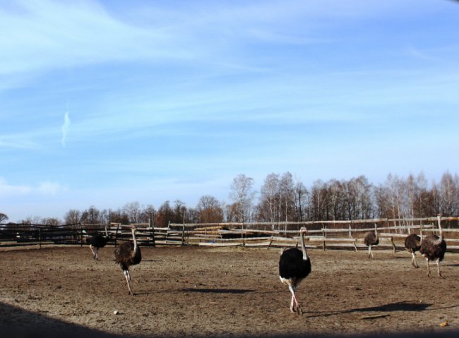 На Волині розводять страусів та ему, які несуть зелені яйця. ФОТО