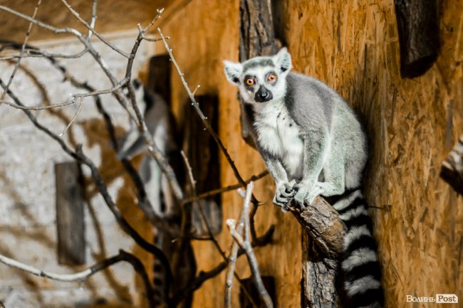 Пухнасті любощі, або Закохані парочки Луцького зоопарку. ФОТО
