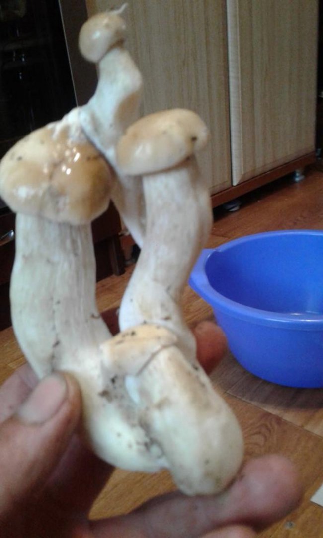 «Тихе полювання»: на Волині знайшли кумедні гриби