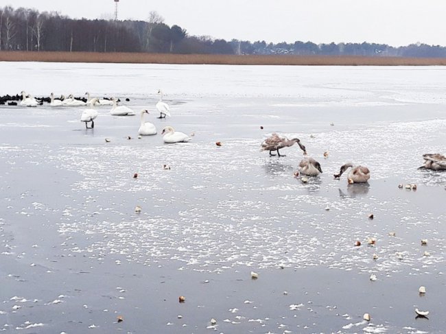 «Будемо рубати штучні ополонки», - волинські лісівники рятують лебедів, що залишились зимувати на озері
