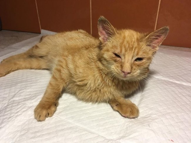 Лучанка «врятувала» кошеня, підкинувши його ветеринарам