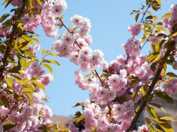 Де у Луцьку сфотографуватися у сакурах. ЛОКАЦІЇ