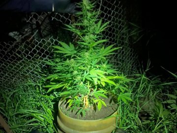 У лучанина вдома знайшли понад 100 кущів коноплі. ФОТО